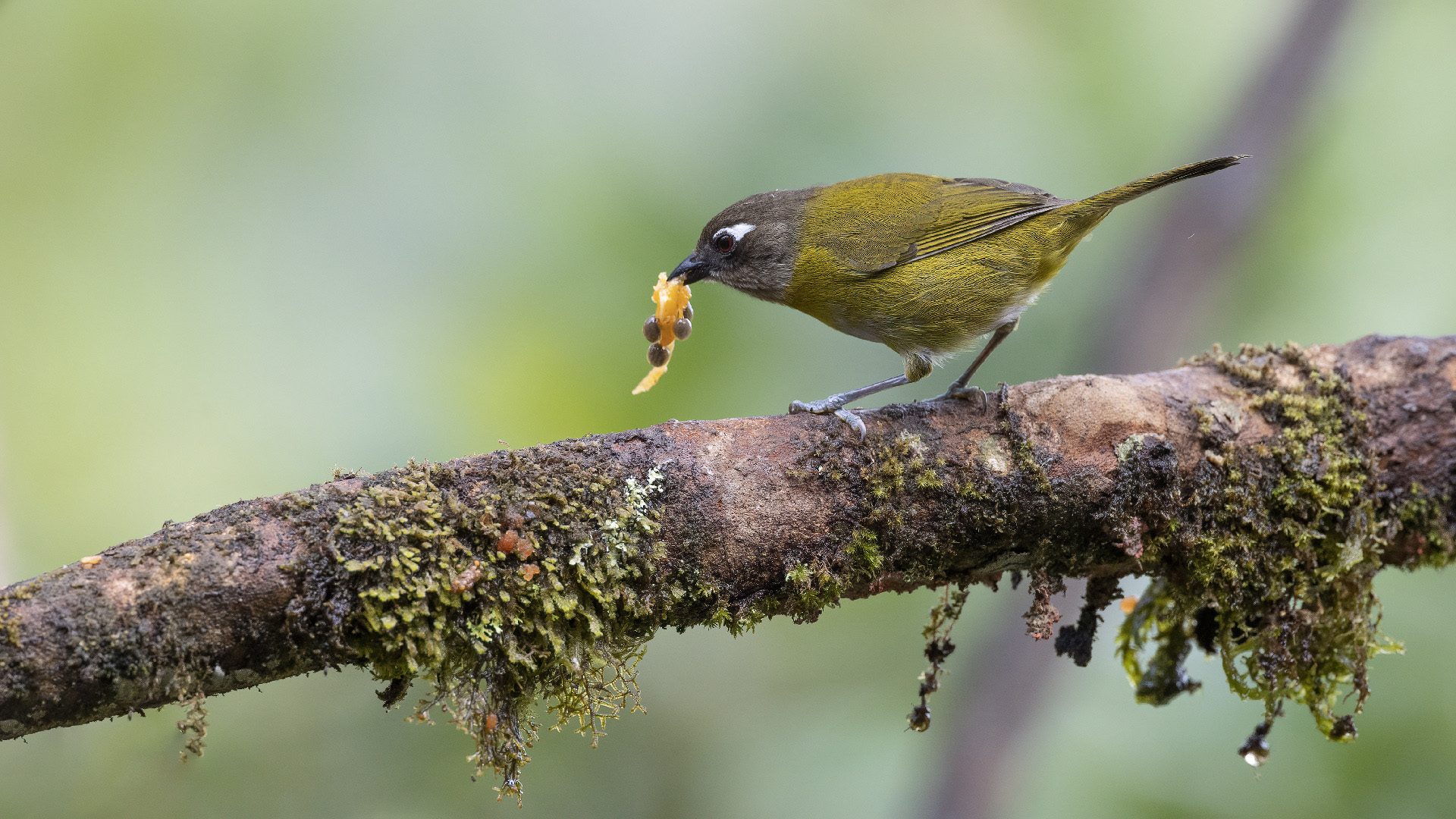 Common Chlorospingus